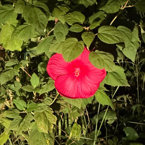 mwvitaminz